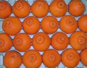 春の柑橘 はるみ 画像1