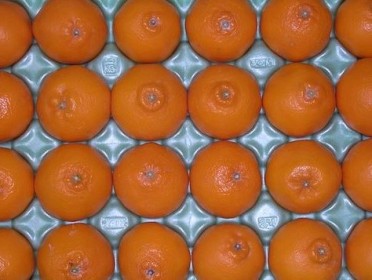 春の柑橘 はるみ 画像2