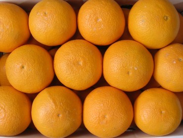春の柑橘 清見オレンジ 画像1