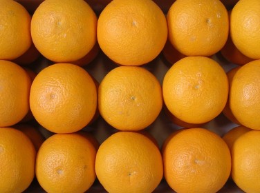 春の柑橘 清見オレンジ 画像2